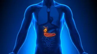 أين توجد المرارة في جسم الإنسان