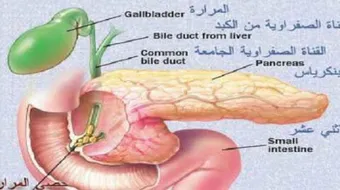 أين تقع المرارة في جسم الإنسان