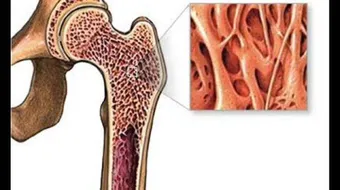 أين يوجد نخاع العظم