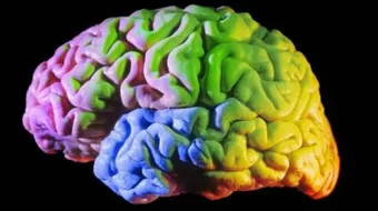 أين يقع الدماغ في جسم الإنسان