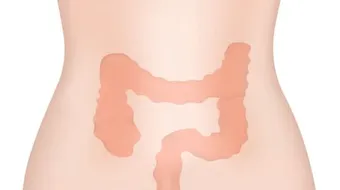 أين يقع المصران الأعور