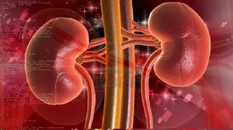 أين تقع الكلية في جسم الإنسان