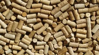 من أين يستخرج الفلين