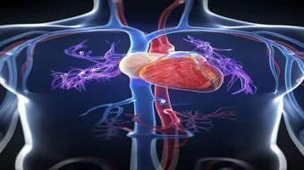 أين مكان القلب في جسم الإنسان