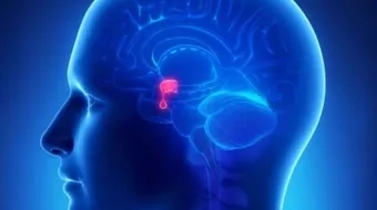 أين يوجد هرمون الميلاتونين