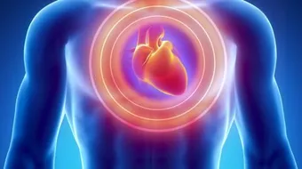 أين يقع قلب الإنسان في الجسم