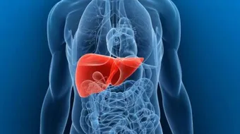 أين يقع كبد الإنسان