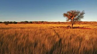 أين تقع صحراء كالاهاري