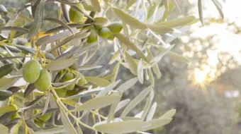 أين يوجد زيت الزيتون