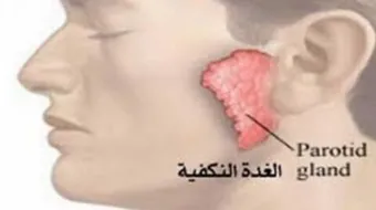 أين توجد الغدة النكافية