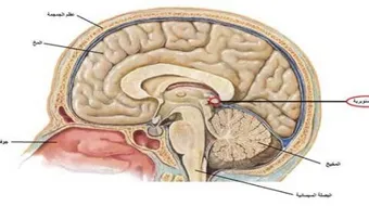 أين تقع الغدة الصنوبرية
