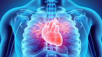 أين يوجد مكان القلب