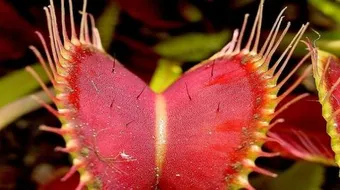 أين يوجد نبات التنين الأحمر