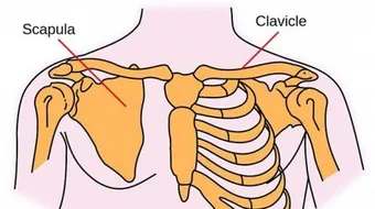 أين توجد عظمة القص في الجسم البشري