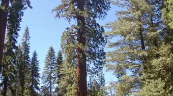 أين توجد أطول شجرة في العالم