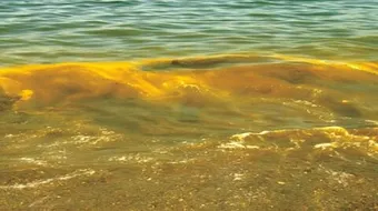 أين يقع البحر الأصفر