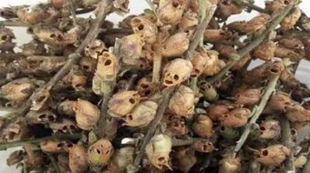 أين توجد شجرة الزقوم