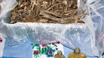 من أين يستخرج العود