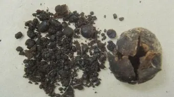 من أين يستخرج المسك الأبيض