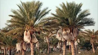 أين يزرع نخيل السكري