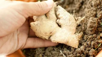 أين يزرع الزنجبيل