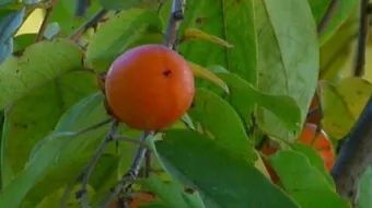 أين تزرع الكاكا