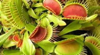 أين يزرع نبات التنين الأحمر