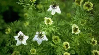 أين تزرع الحبة السوداء