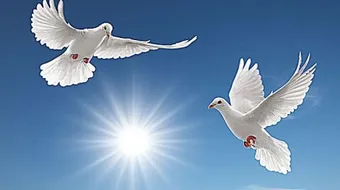 مواصفات الحمام الزاجل الأبيض