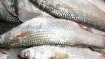 فوائد سمك البياض