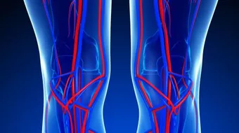 من هو مكتشف الدورة الدموية