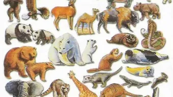 لماذا خلق الله الحيوانات