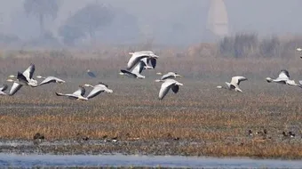 لماذا تهاجر الطيور