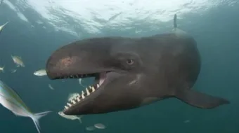 لماذا يخرج الحوت نافورة ماء