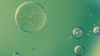 لماذا يطفو الزيت فوق الماء