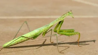 لماذا سمي فرس النبي بهذا الإسم