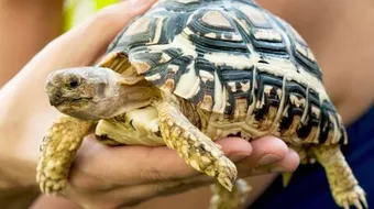 تربية السلاحف البرية