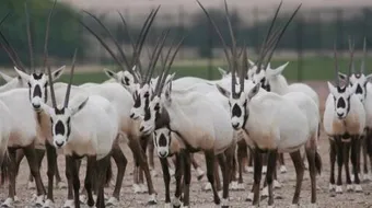 حماية الحياة الفطرية