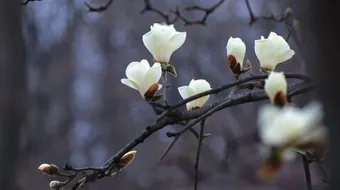 حكمة عن الامانة