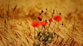 كلمات وعبارات رائعة