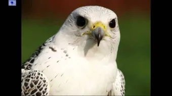 كلمات فخر بالنفس