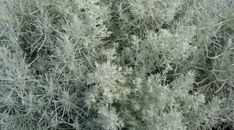 فوائد نبات الشيح