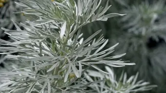 فوائد عشبة الشيح