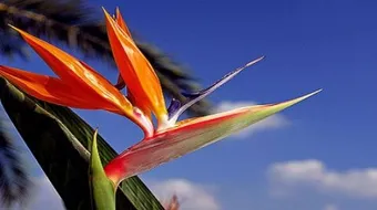 سنوات مضت وتبقى ذكراك حيه