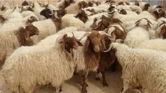 زكاة بهيمة الانعام