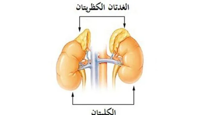 الغدة فوق كظرية