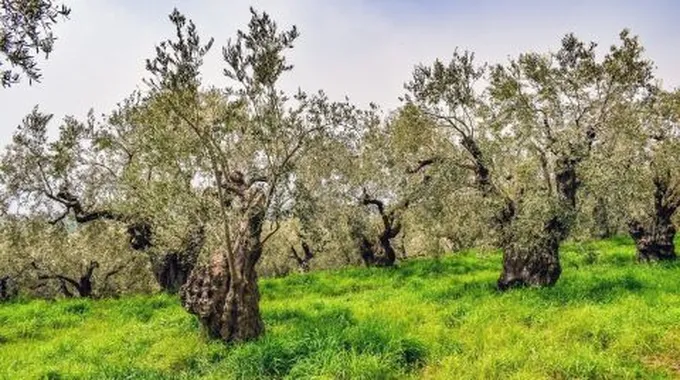 بعد كم سنة تثمر شجرة الزيتون