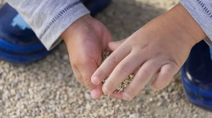 الحساسية من الغبار