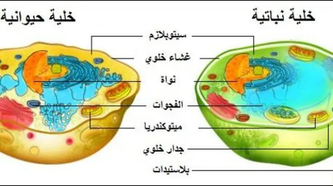 مكونات الخلية الحيوانية