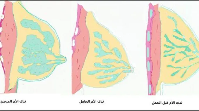 هل توجد غدد في الثدي